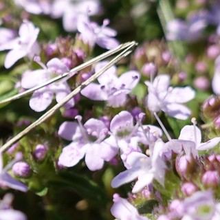 Thymus longicaulis