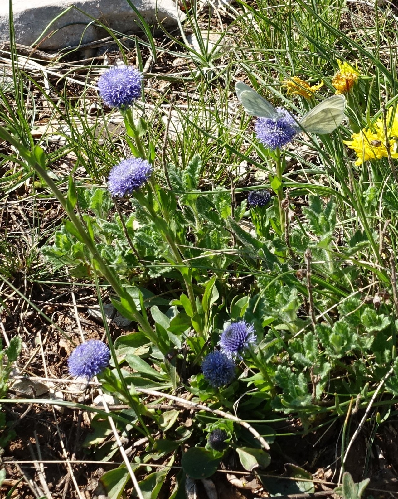 Globularia punctata