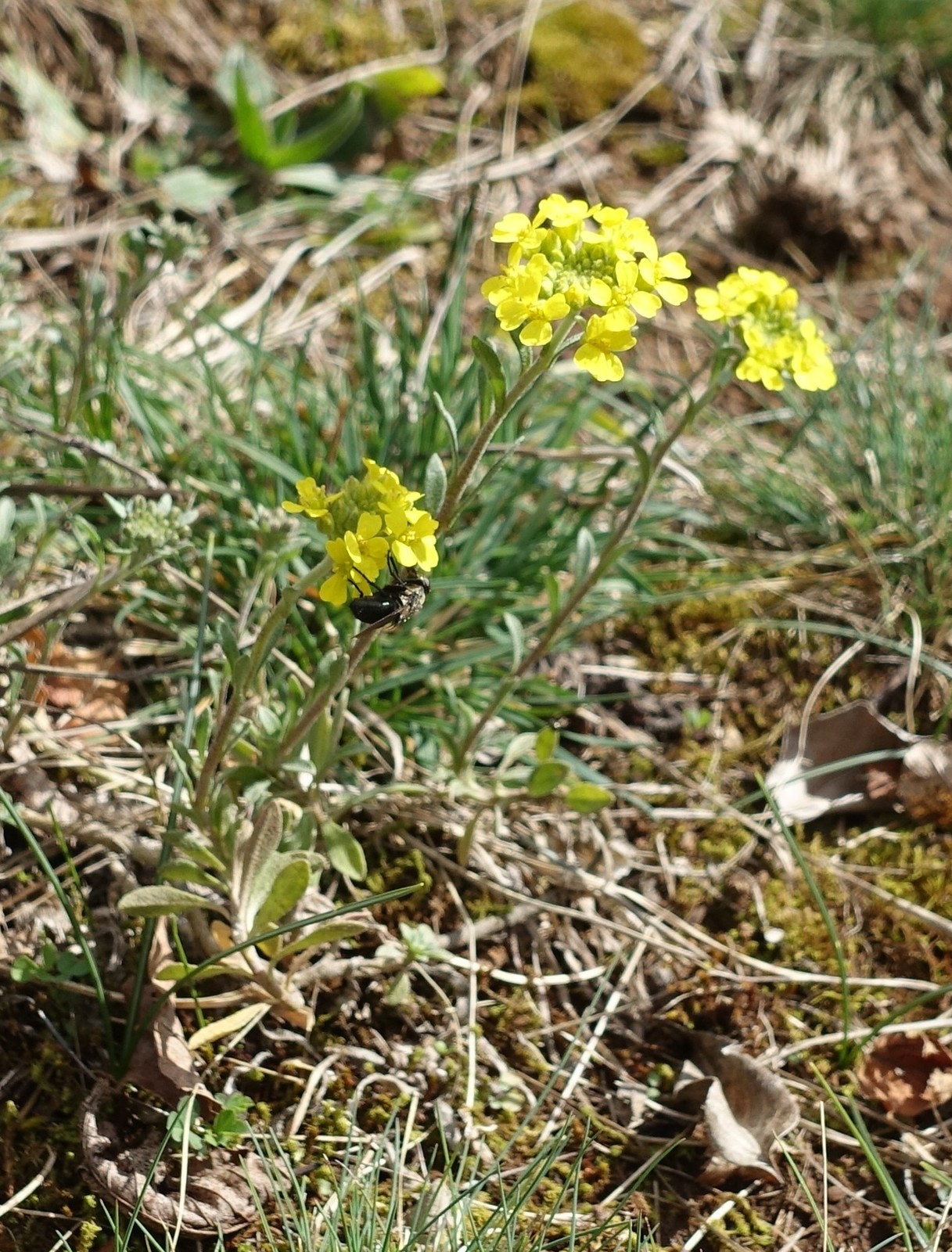 Alyssum montanum