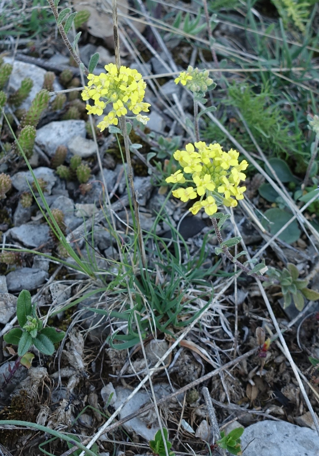 Alyssum montanum