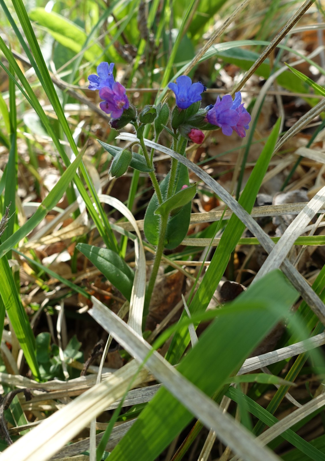Buglossoides purpurocaerulea