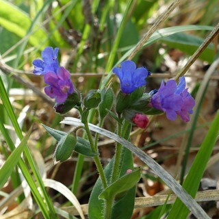 Buglossoides purpurocaerulea