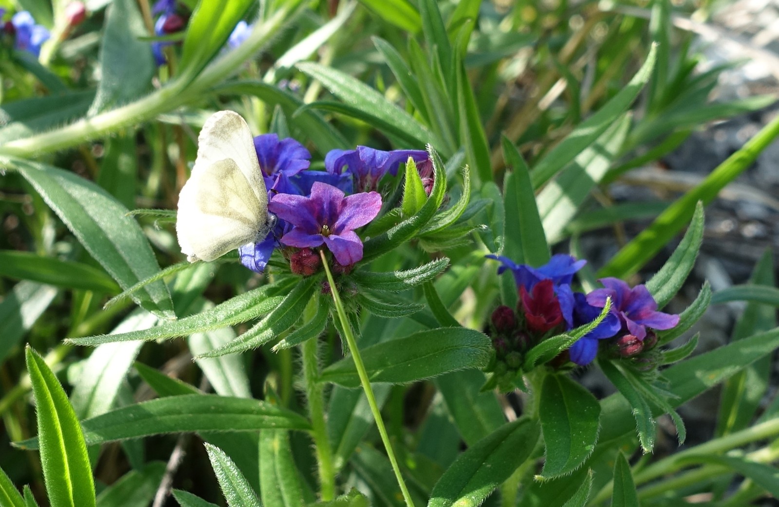 Buglossoides purpurocaerulea
