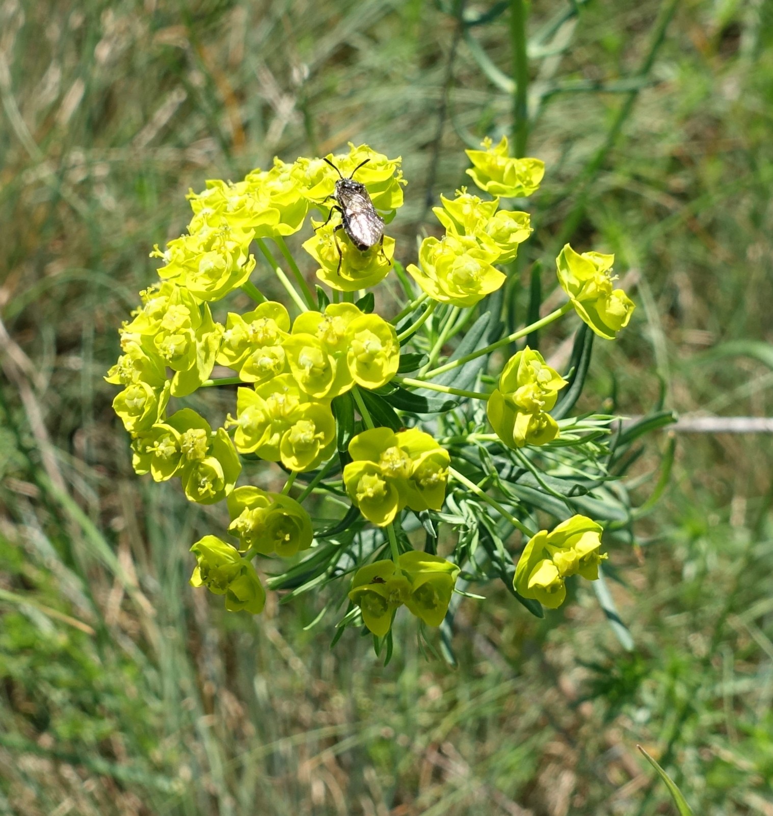 Euphorbia cyparissias
