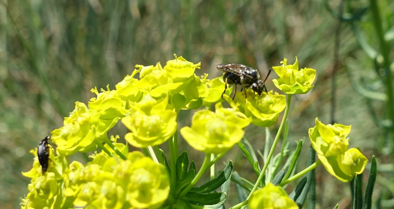 Euphorbia cyparissias
