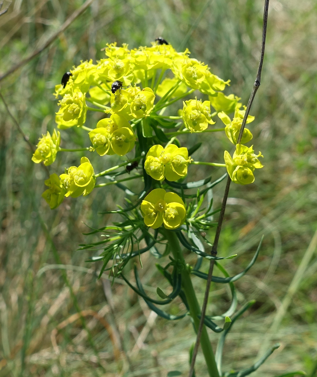 Euphorbia cyparissias