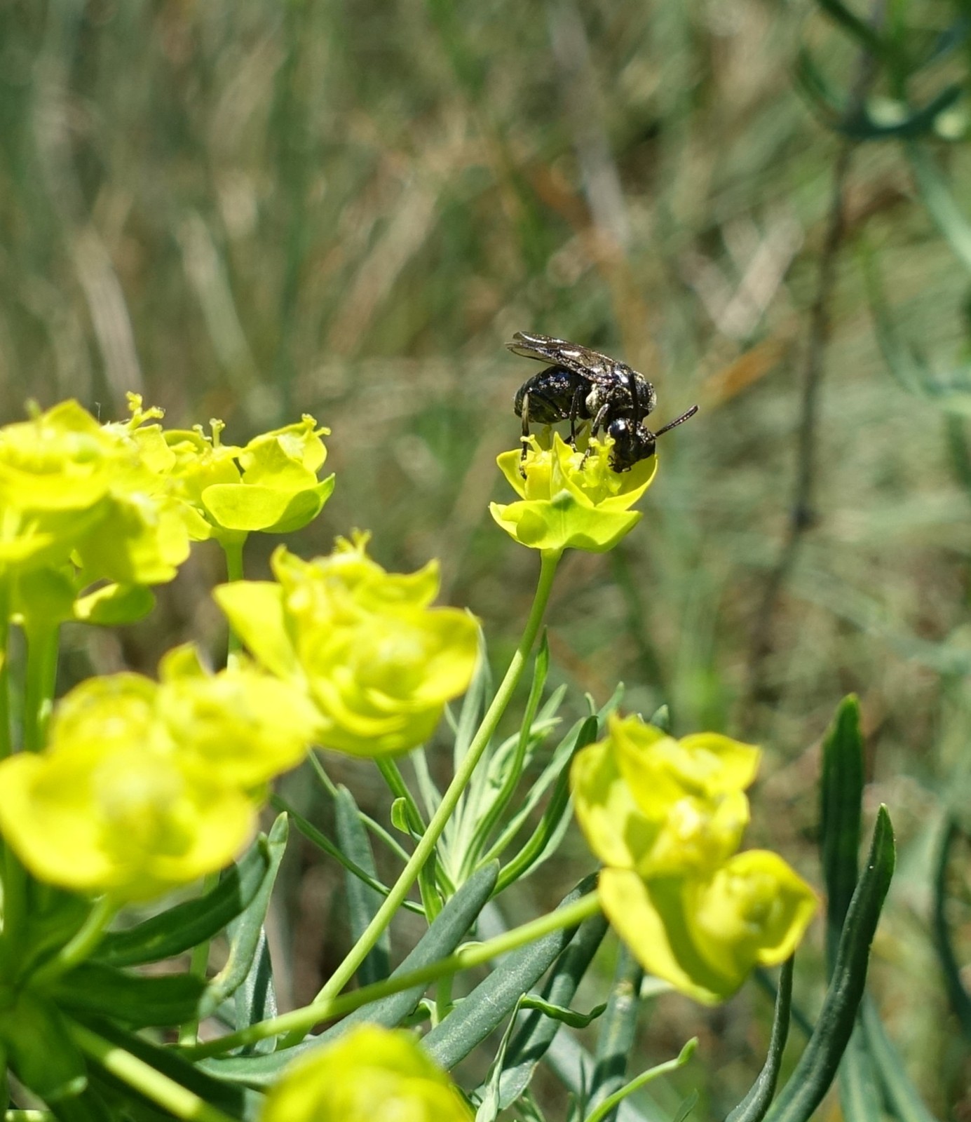 Euphorbia cyparissias
