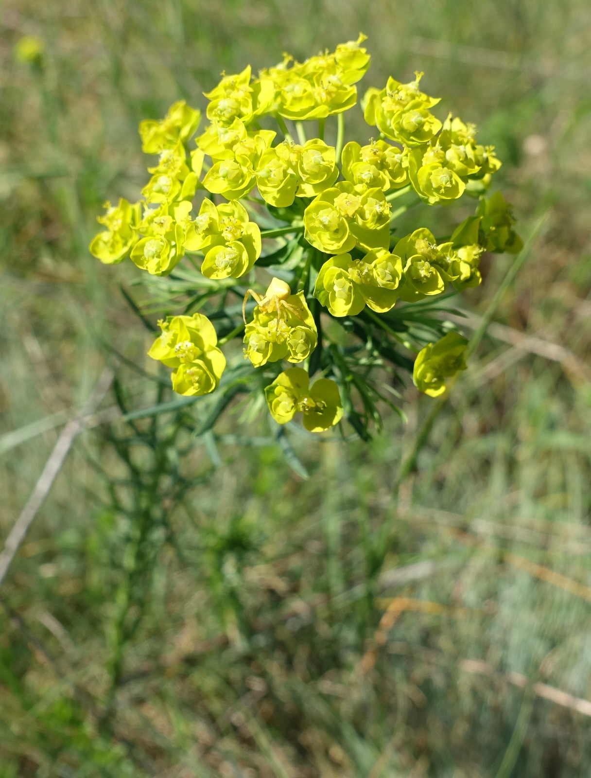 Euphorbia cyparissias