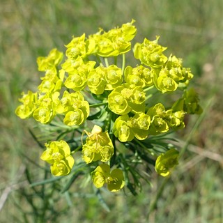 Euphorbia cyparissias