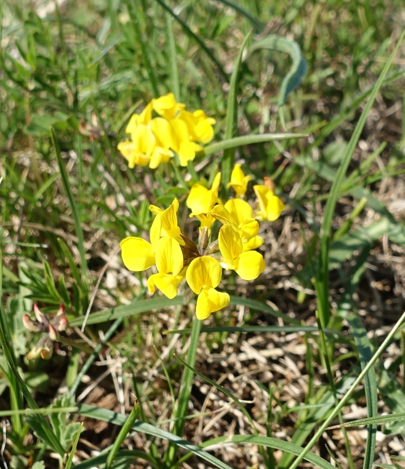 Hippocrepis comosa