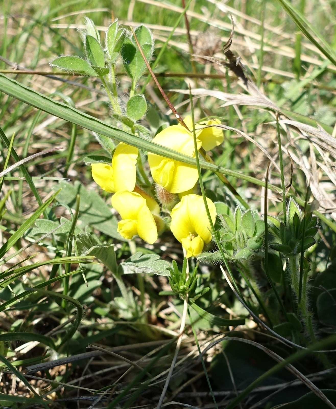 Chamaecytisus hirsutus