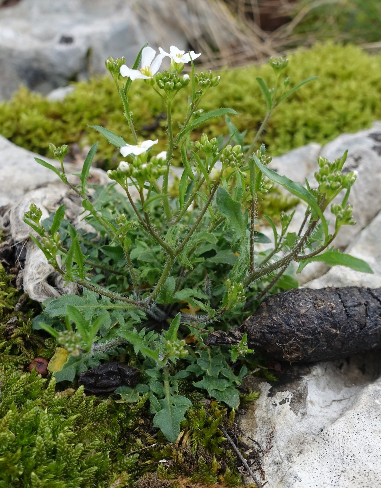 Arabis alpina