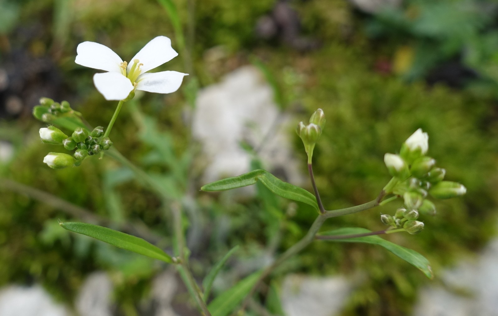 Arabis alpina