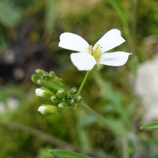 Arabis alpina